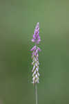 Swamp milkwort